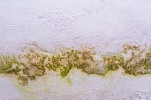 Leaking roof sign: mould is growing on the ceilling